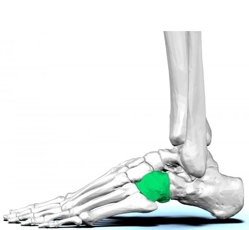 Diagram showing the cuboid bone in a human foot